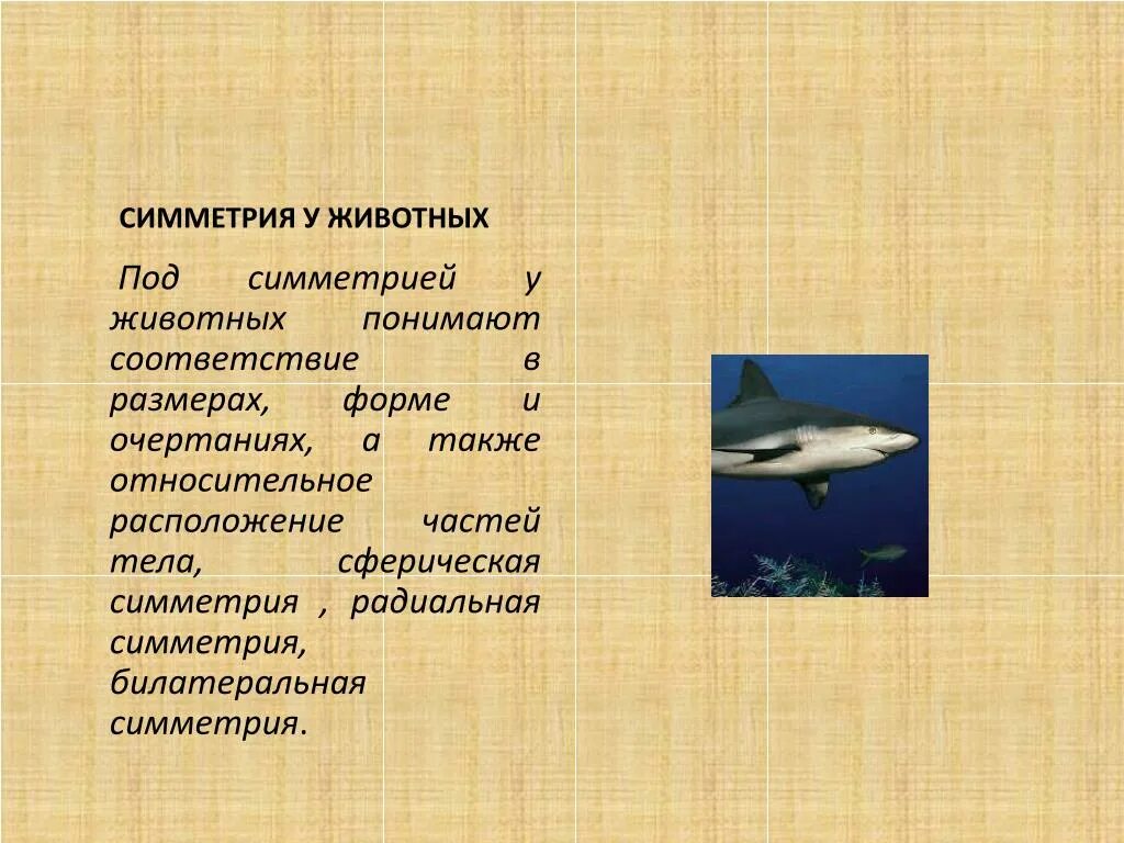 Виды симметрии животных. Радиальная симметрия это в биологии. Радиальная симметрия у животных. Сферическая симметрия у животных.