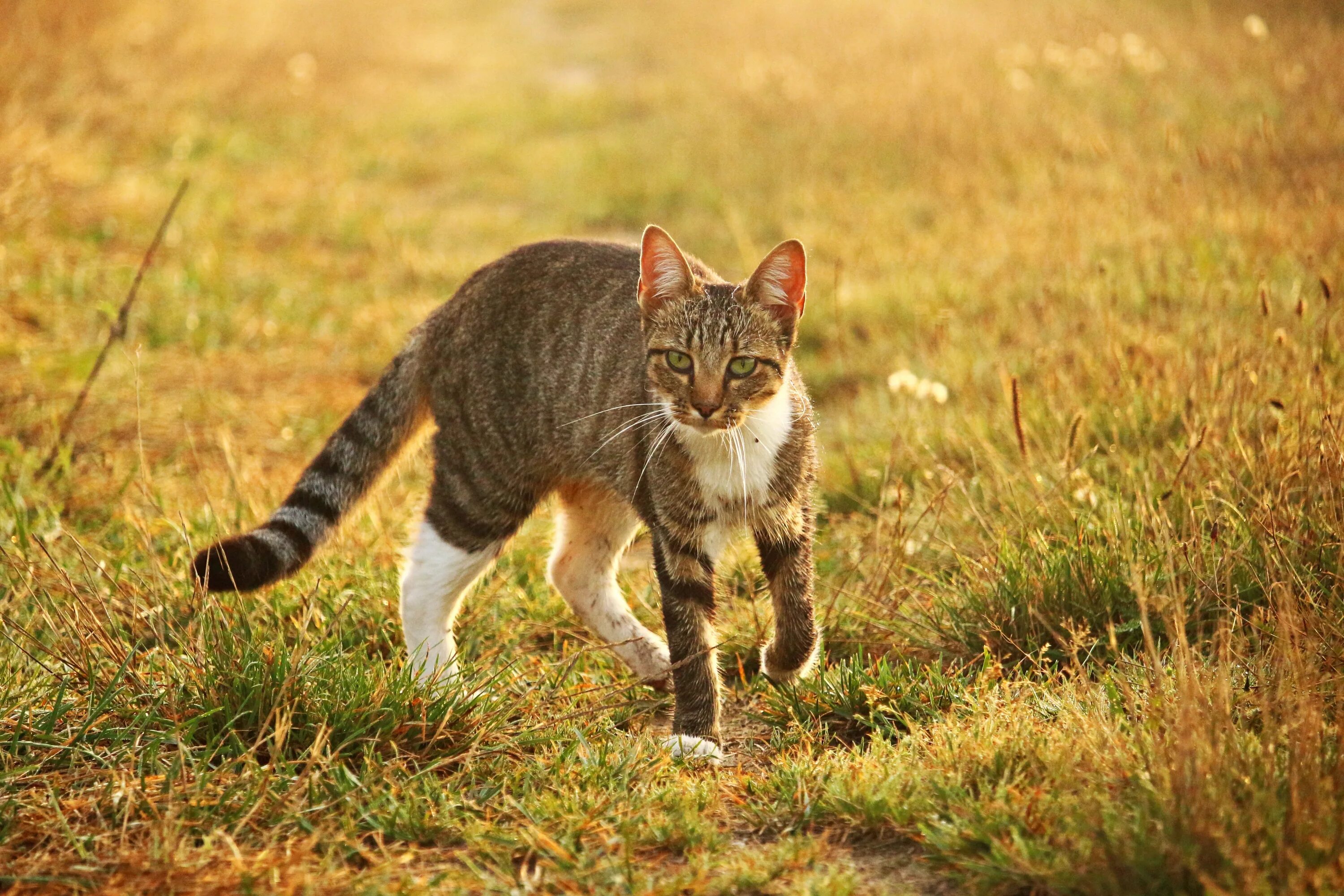 Домашние кошки. Кошка бежит. Кошка на природе. Кошка домашняя.