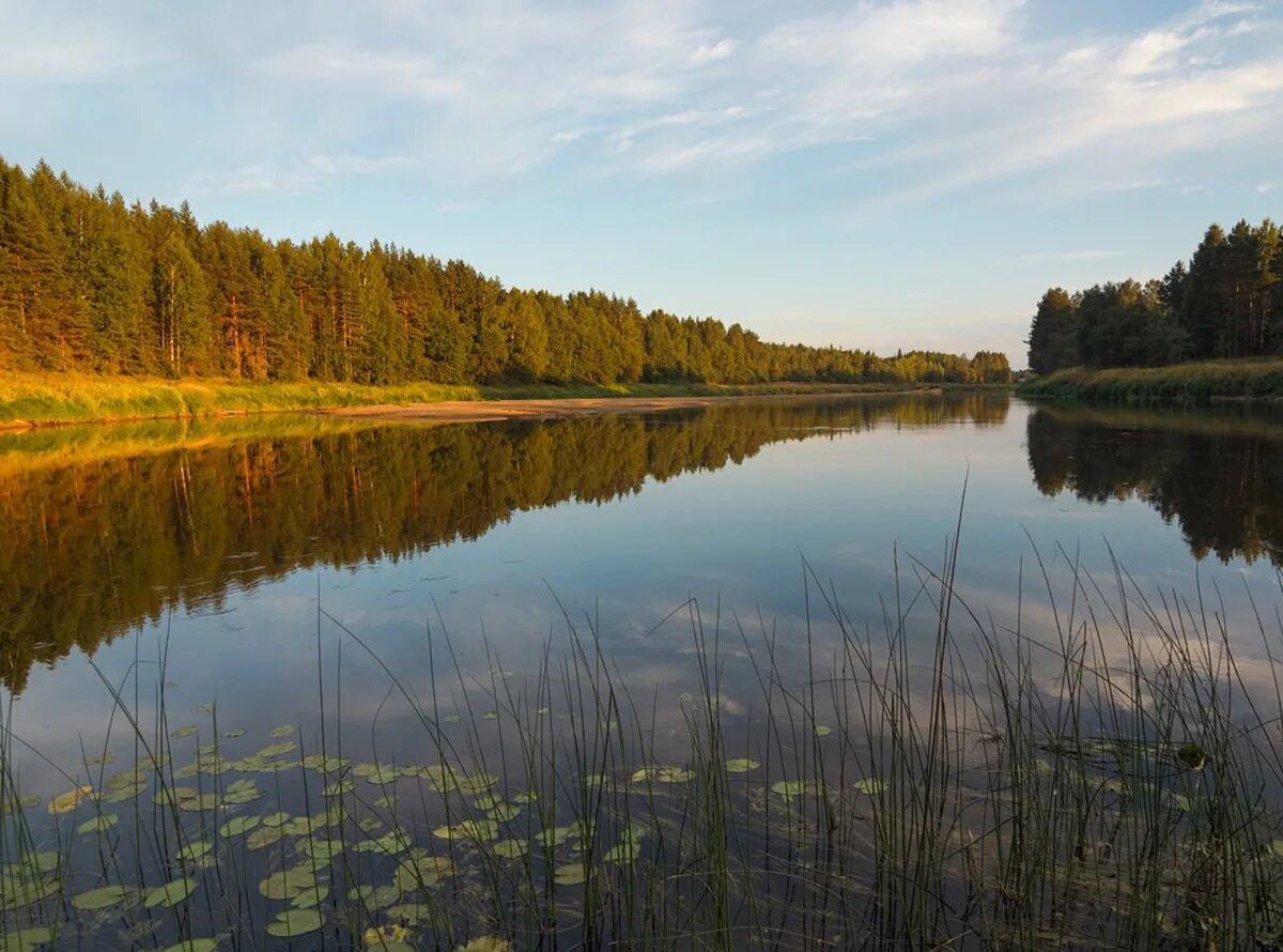 Река Молога Пестово. Река Молога в Тверской области. Тверская обл река Молога. Река Молога Вологодская область. Молога притоки