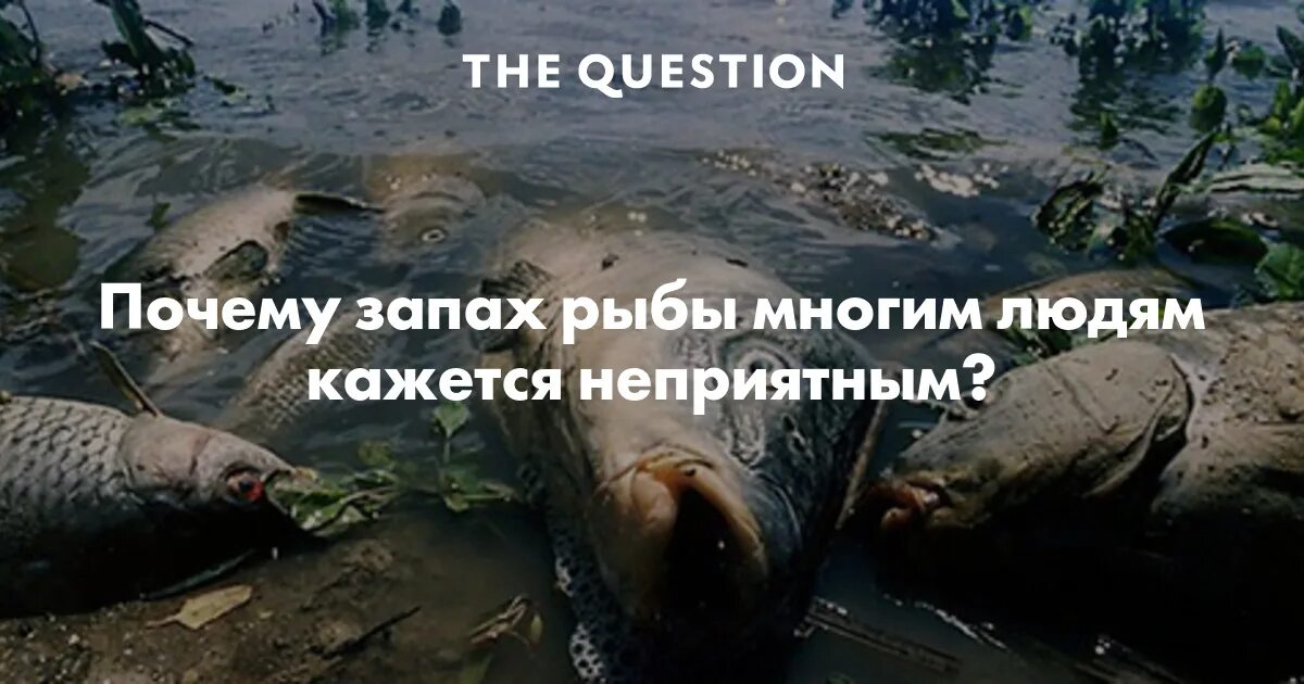 оттуда пахнет рыбой