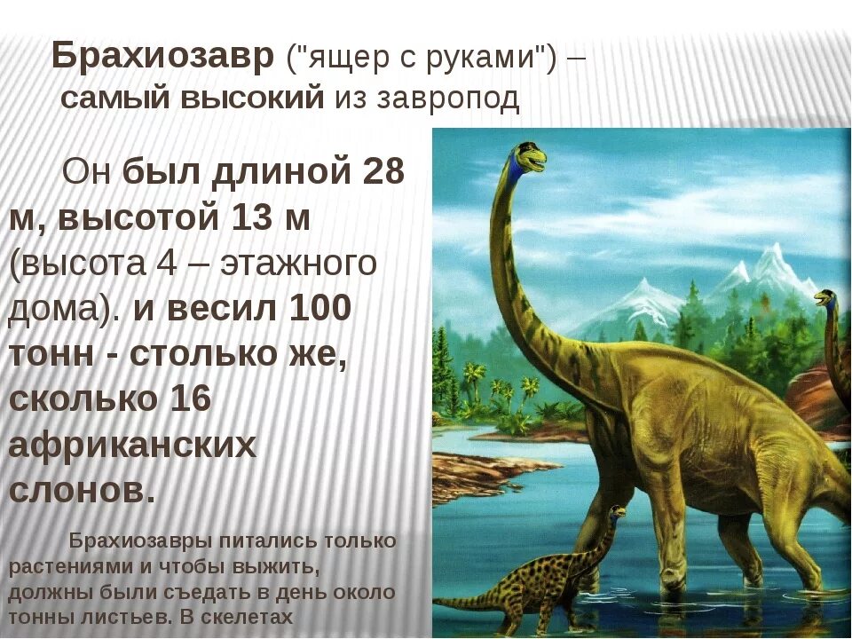 Брахиозавр описание для детей. Рассказ о динозавре Брахиозавр. Брахиозавр сообщение 5 класс. Брахиозавр доклад 1 класс.