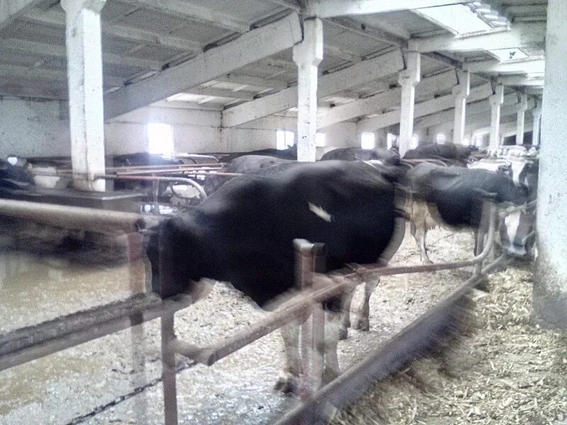 Колхоз рязань. Колхоз им ленина касимовский район рязанская область. Колхоз рязань. Уборочная страда ряжский район рязанской области. Колхоз труд рязанская область ухолово.