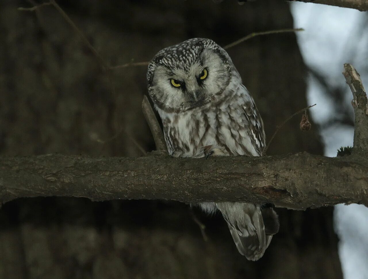 мохноногий сыч. джунглевый воробьиный сыч. кукушковый воробьиный сыч. сыч отзывы. воробьиный сыч птенец.