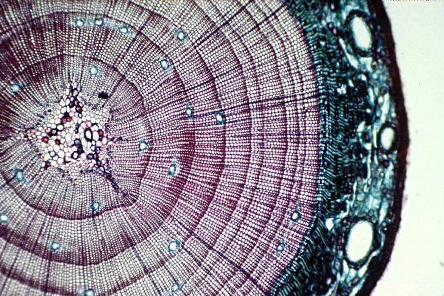 Меристема. Pine Stem под микроскопом. Стул ROMAX microscopic. Голландский срез.