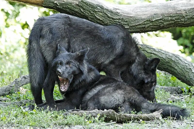 Black phase High content wolfdog - snarling on que Black wolf, White wolf, Wolf