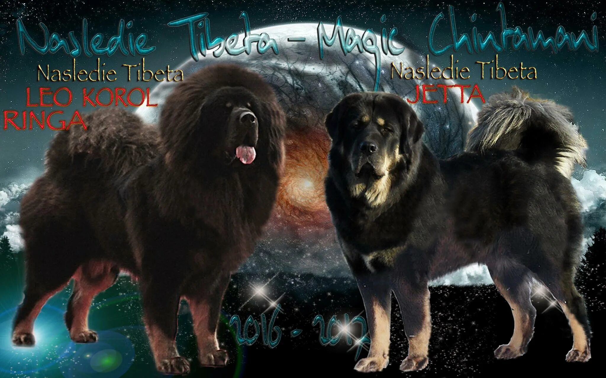 тибетский мастиф серый. тибетский мастиф джин питомник зов тибета. питомник тибет. питомник шалютин броницын тибетских мастифов. голубой тибетский мастиф.