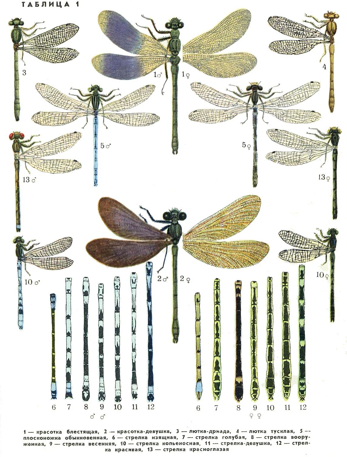 Атлас определитель стрекоза. Стрекозы какой тип. Стрекозы отряд насекомых. Стрекоза дарнера. Стрекозы представители отряда таблица.