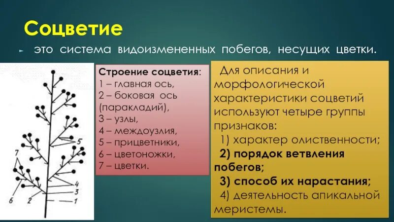 Строение соцветия. Структура соцветия. Морфология соцветий. Строение соцветия оси.