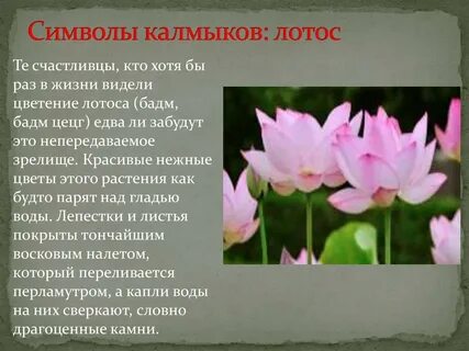 Цветок для калмыка