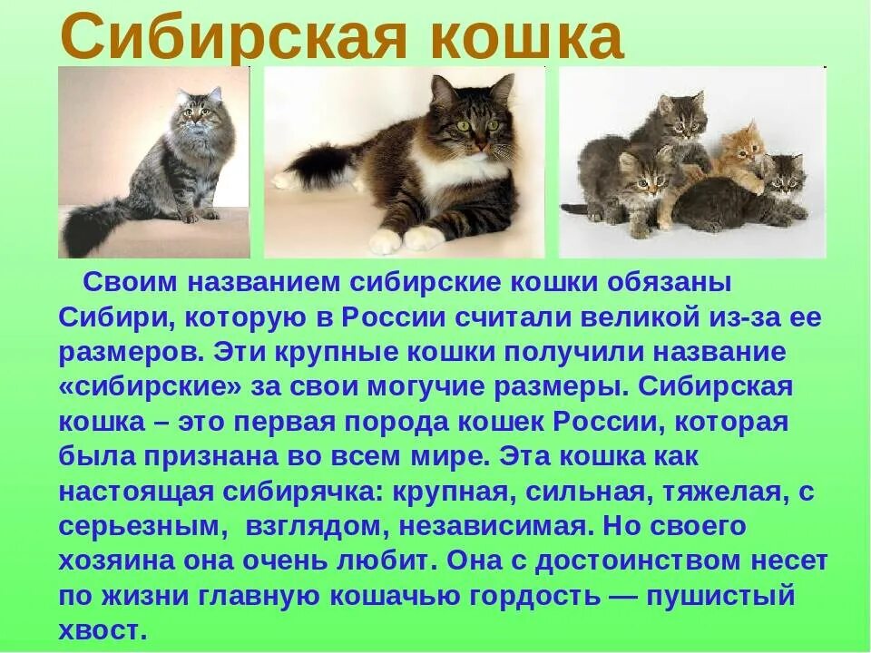 Включи кота описание. Сибирская кошка описание. Рассказ о сибирской кошке. Сибирская кошка доклад. Краткое описание про котов.