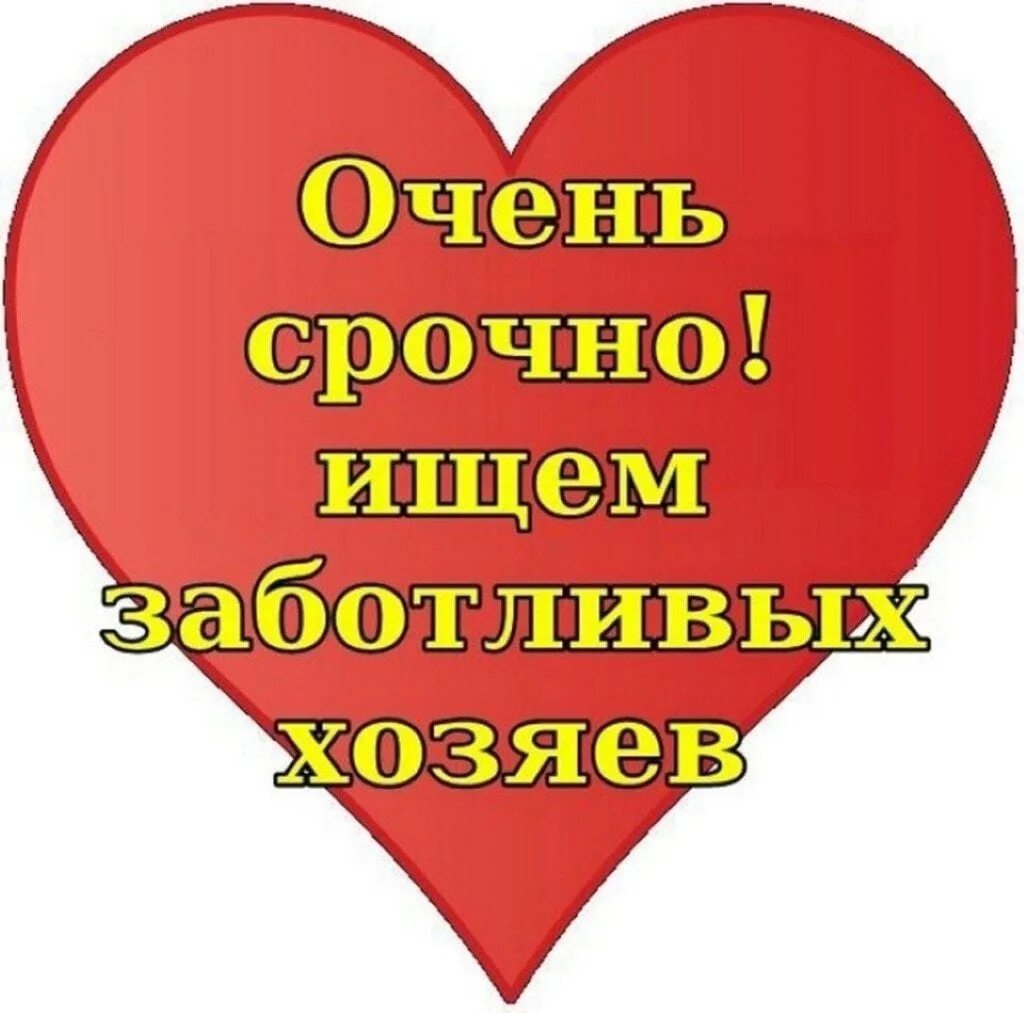Ищу дом. Бузова дом 2. Кто нужен дом 2. Кошка ищет дом. Дом 2 телепередача.