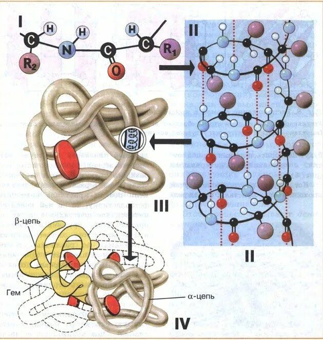 Схемы белков. Уровни структурной организации белковой молекулы. Строение и структура белковой молекулы. Уровни структурной организации молекул белков. Структура белка строение белковой молекулы.