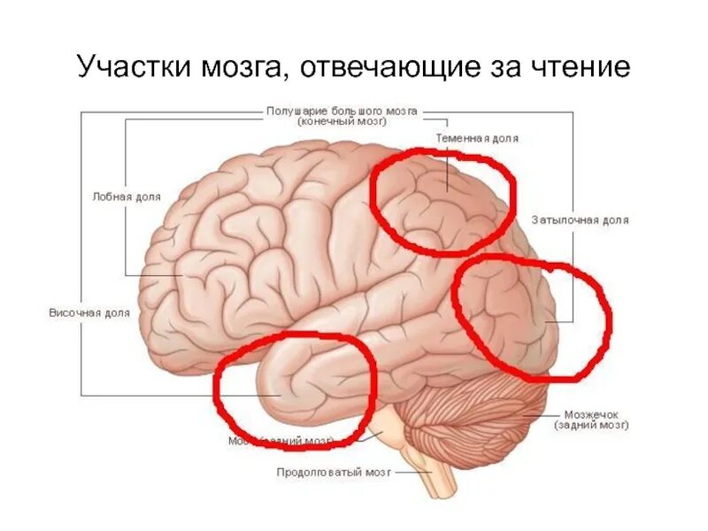 Недоразвитие зон мозга. Участки мозга отвечающие за чтение. Отдел мозга отвечающий за чтение. Участки мозга за что отвечают. Что отвечает за чтение в мозгу.