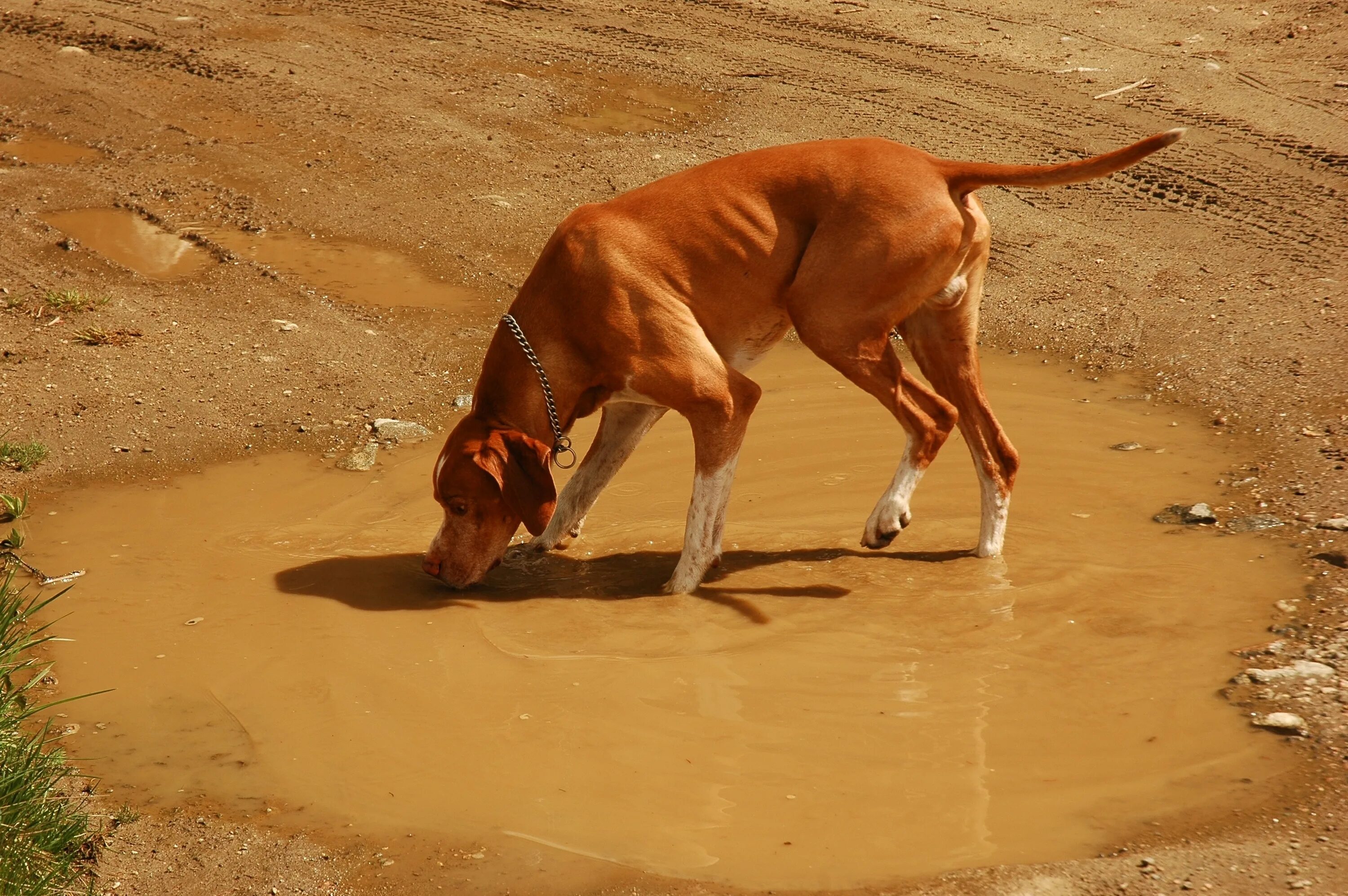 Как пьет собака замедленная. Песчаная собака. Собака пьет из лужи. Собака пьет воду из лужи. Собака лакает.