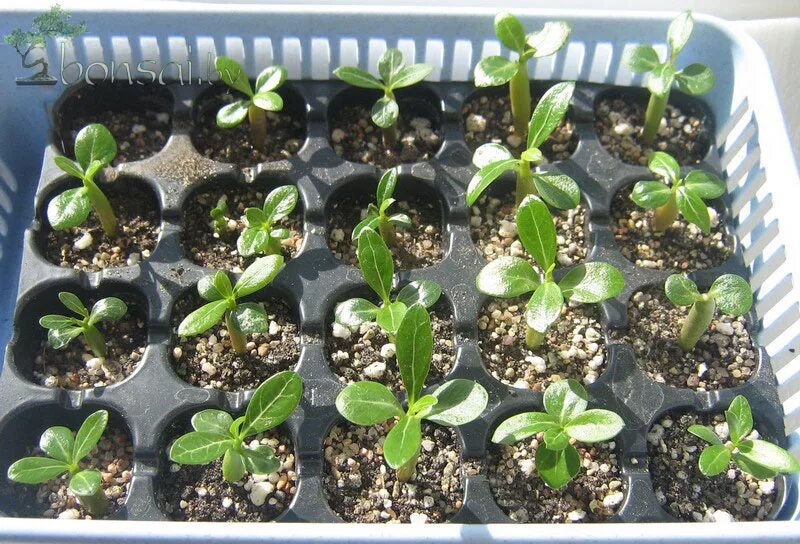 адениум семенами. адениум размножение семенами. как сажать семена адениума. адениум микс посадка семенами. адениум прорастание семян.