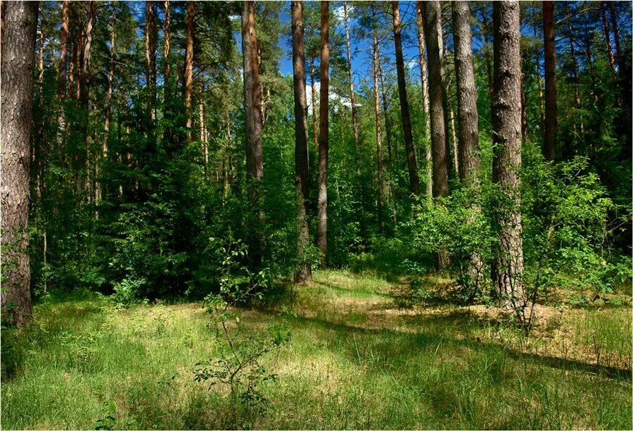 Брянский лес летом. Смешанные леса брянской области. природа брянского леса. брянский лес лето. брянская область густые леса.