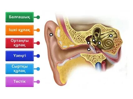 Жігіт қызды есекпен ұрып жіберді (үлкен пландағы фото)