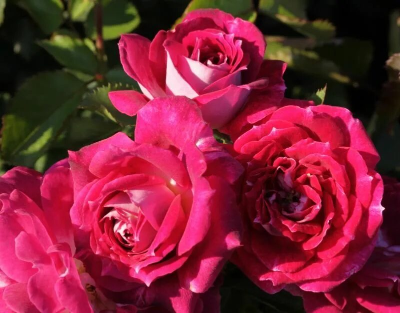 мишкины розы саженцы