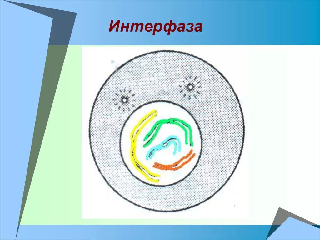 Описание интерфазы 1