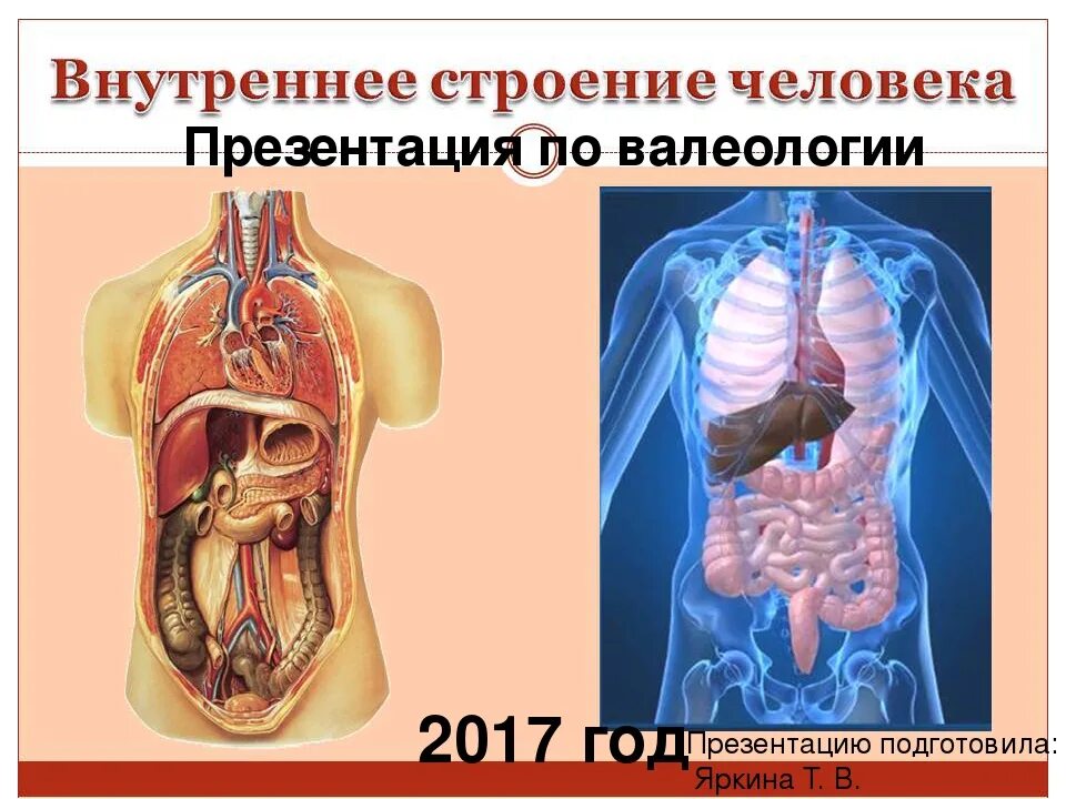 Состав человека органы. Строение человека. Строение человека внутренние органы. Внутренне строение человека. Внутреннее строение человека анатомия.