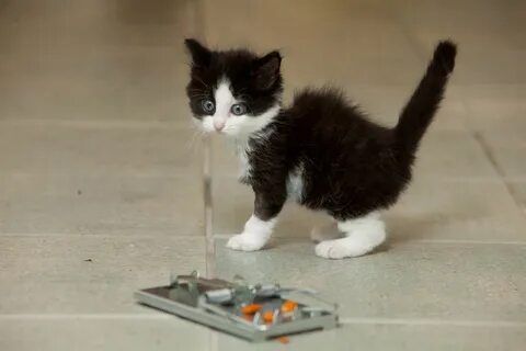 Котенок и его человек 2