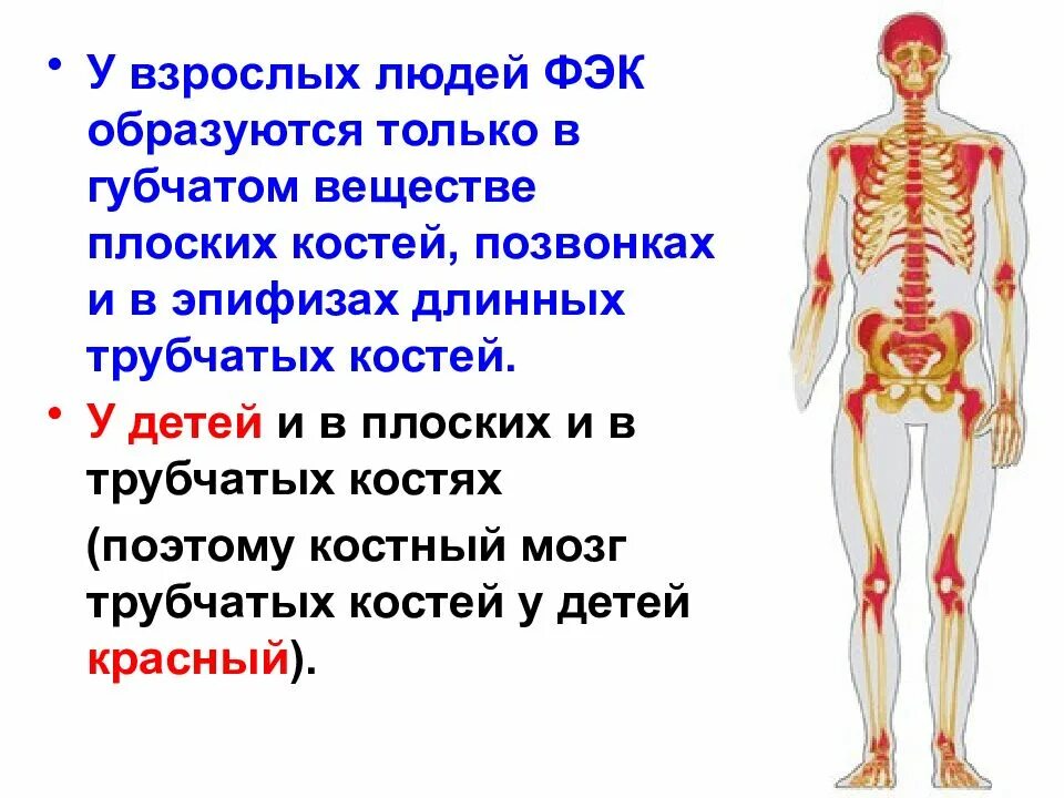 Кровь кости на русском языке. Функции красного и желтого костного мозга. Красный костный мозг функции. Желтый костный мозг функции. Желтый костный мозг функции кратко.