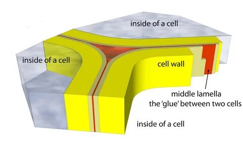Cells wall