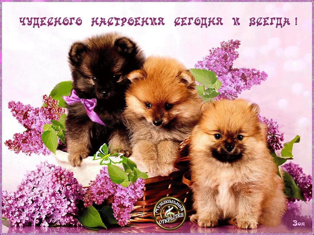Чудесного настроения всегда. Чудесное настроение. доброго дня и хорошего настроения с собачками. открытки друзьям для настроения. собачки с пожеланиями.
