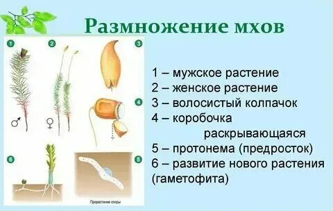 Вегетативные органы мхов это. Вегетативные органы мхов это. Вегетативное размножение мхов. Отдел плауновидные презентация. Вегетативные органы мхов это.