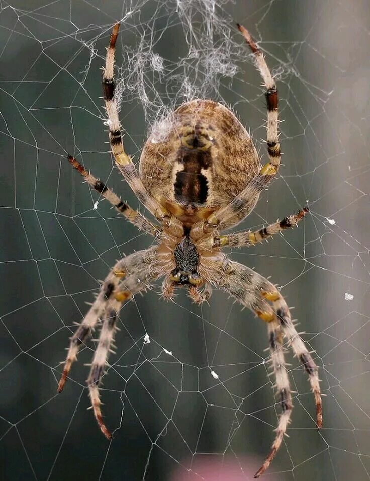 Spiders pictures. Красивые пауки. Паучья морда.