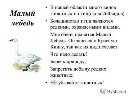 Малый лебедь красная книга