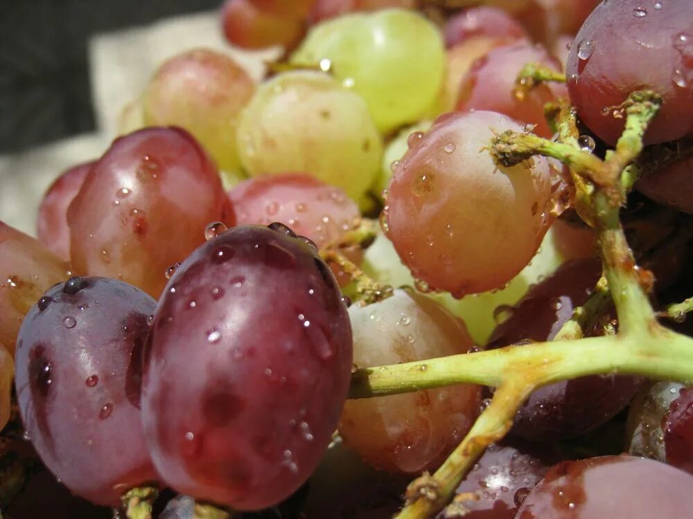 Мускатный виноград. Виноград Ливия. Вкусные гибриды