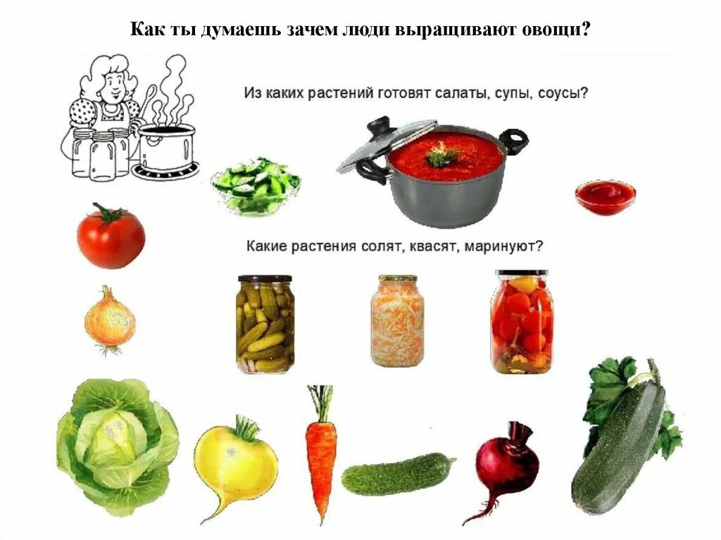 Все овощи которые есть. Овощи которые выкапывают. какие овощи мы выкапываем. овощи которые можно тушить. какие овощи выкапывают для первого класса.