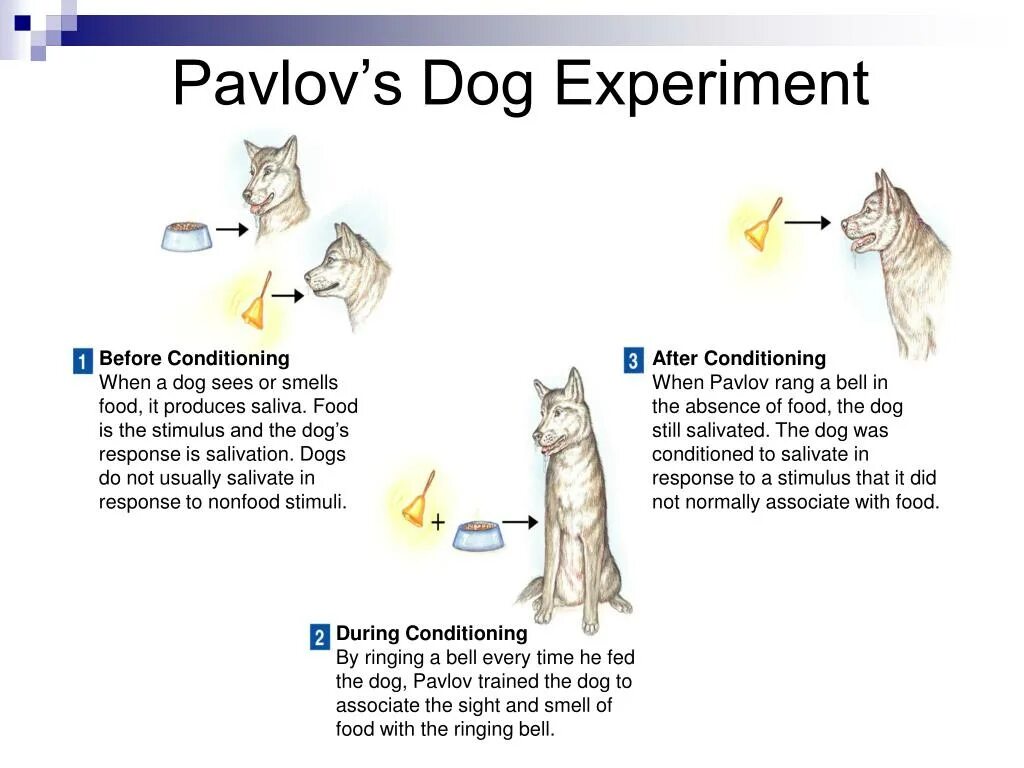 Читать вел павлов эрсус. Pavlovian conditioning. Pavlov Experiment. Pavlovian response. Pavlov's Dog.