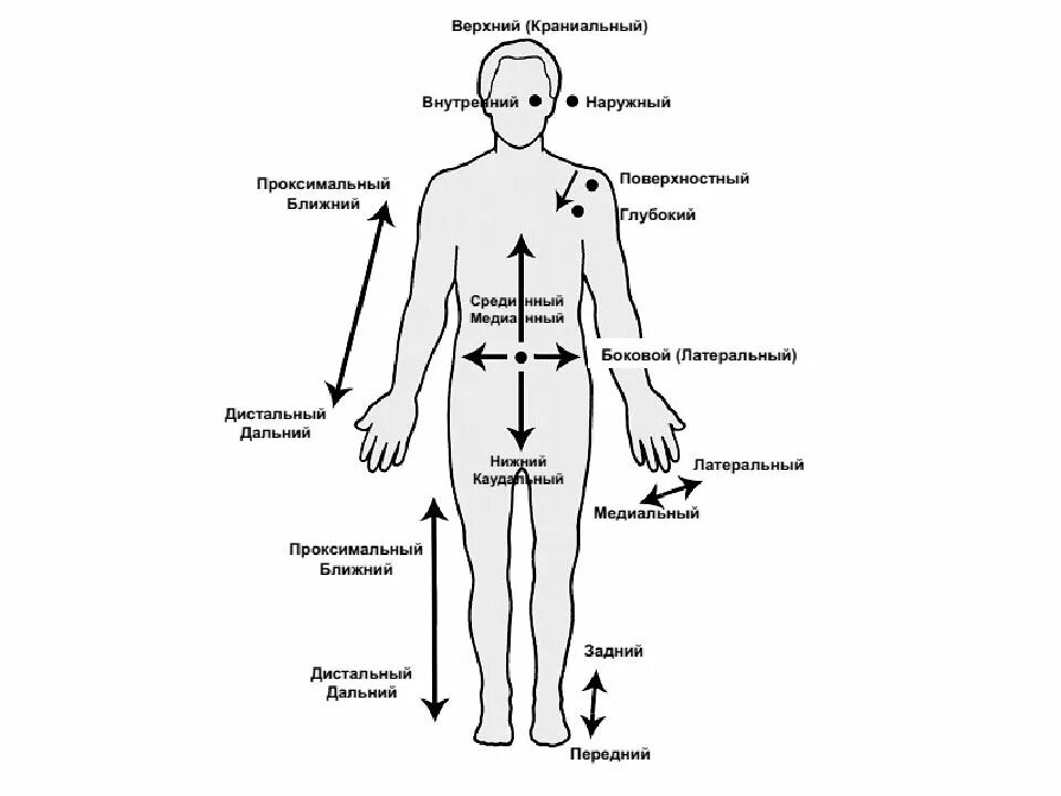 Проксимальный медиальный. Проксимальный и дистальный. дистально и проксимально это. латеральный проксимальный дистальный. дистальный проксимальный медиальный.