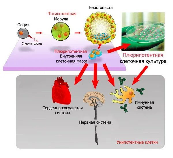 Сколько стволовых клеток. Плюрипотентные стволовые клетки. Плюрипотентные стволовые клетки эмбрионов. Бластоцисты стволовые клетки. Эмбриональные стволовые клетки.