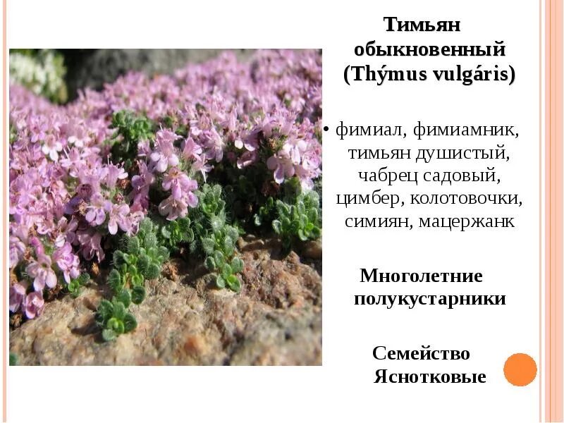 Тимьян как выглядит растение фото и описание Чабрец (тимьян) полезные свойства и противопоказания, фото, применение