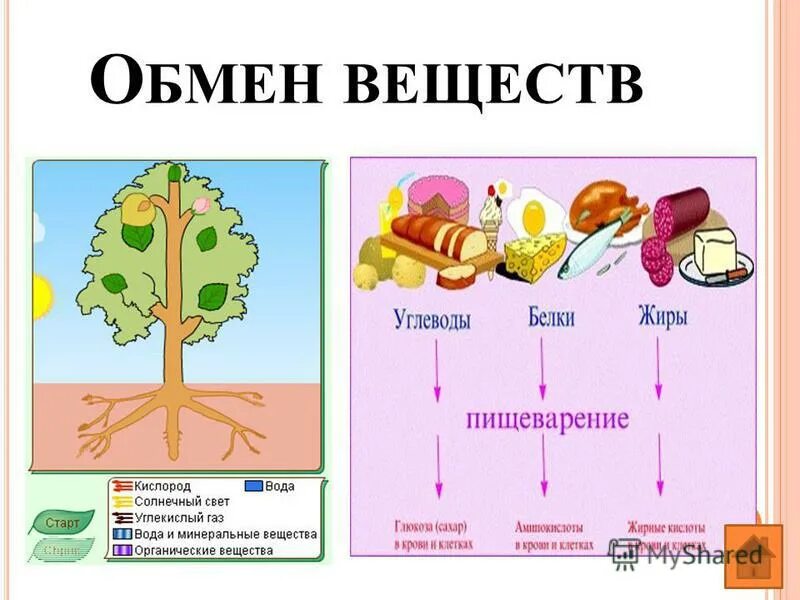 Развитие свойство живого организма