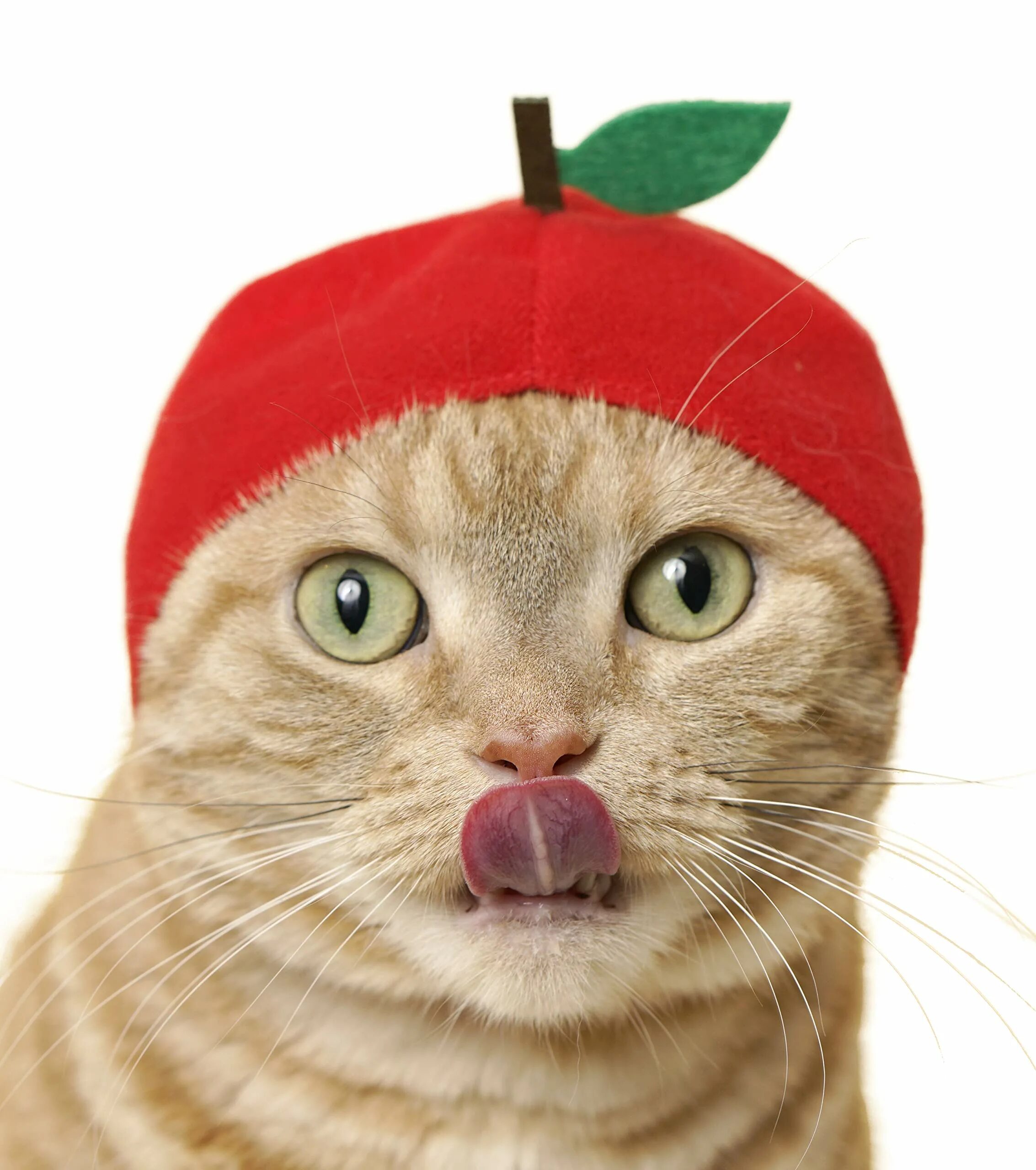 Cap cat видео. Cap cat. кошка в пилотке. cat in cap игра. capcat ава.
