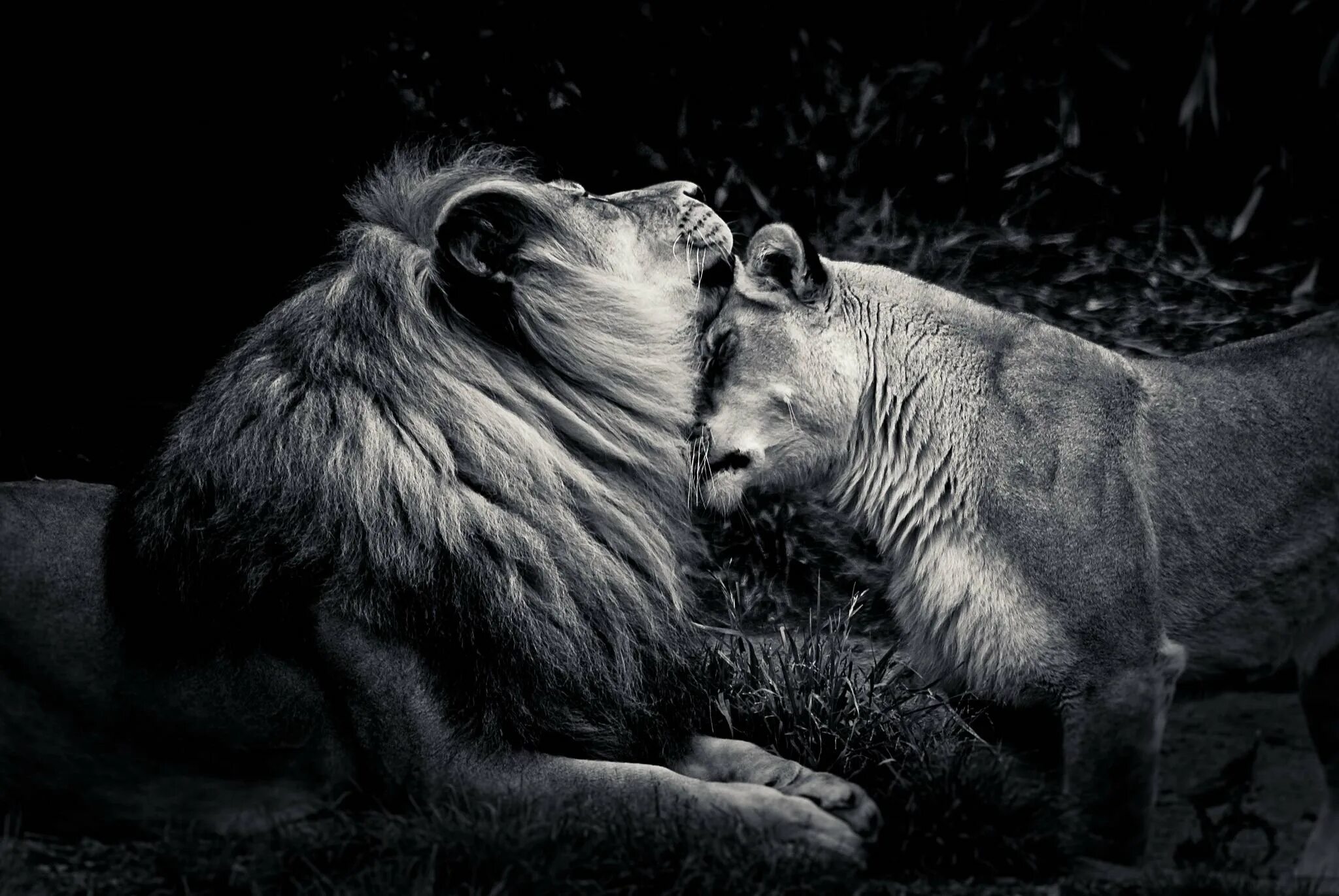 Страстное животное. Лев львица и Львенок любовь. Животные страсти. Львы любовь. Животная страсть.