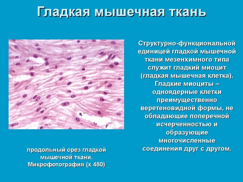 Гладкая мышечная ткань источник. Гладкая мышечная ткань гистология. Функции гладкой мышечной ткани гистология. Гладкомышечная ткань гистология. Гладкомышечные клетки гистология.