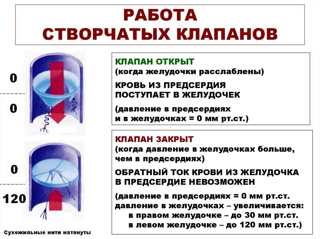 Почему открываются клапана. Работа клапанов сердца. Принцип работы клапанов сердца. Створчатые клапаны функции. Механизм работы клапанов сердца.