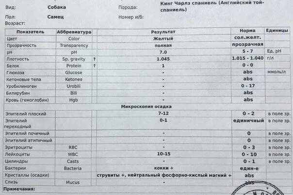 Моче у кошки повышены. Анализ мочи собаки. Исследование мочи у кошек. Исследование мочи у собак. Анализ мочи собаки норма.