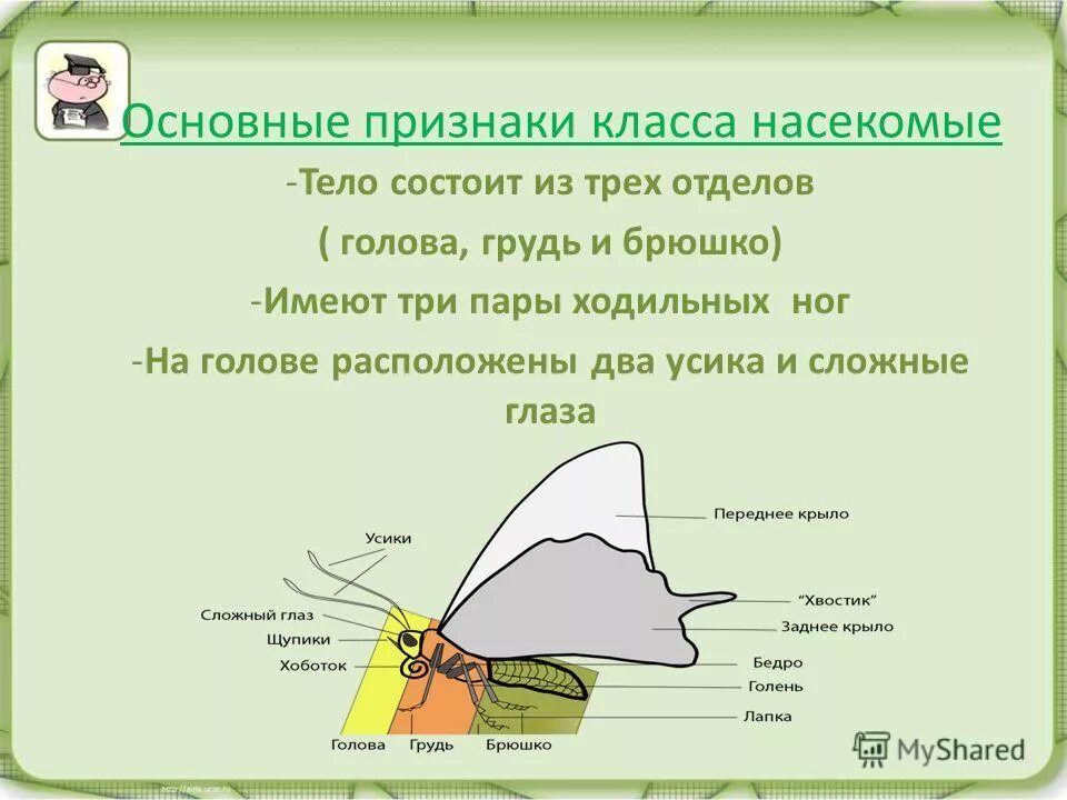 Систематическое положение чешуекрылых. Систематическое положение бабочки. Таксономическая классификация бабочки махаона. Систематическое положение бабочки. Классификация капустной белянки.