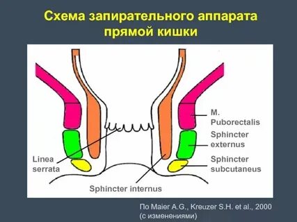 Прямая кишка трещины заднего прохода