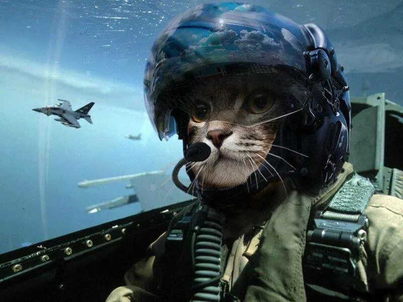Army cat