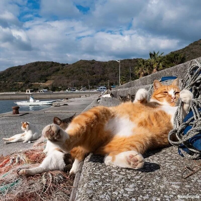 Видео выброса кота. Черная кошка с пилочкой. Боевой кот. Видео выброса кота. Кот военный.