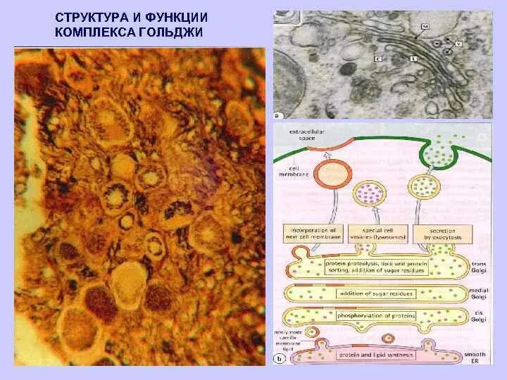 Схема гистологического строения желтого тела. Схема гистологического строения желтого тела
