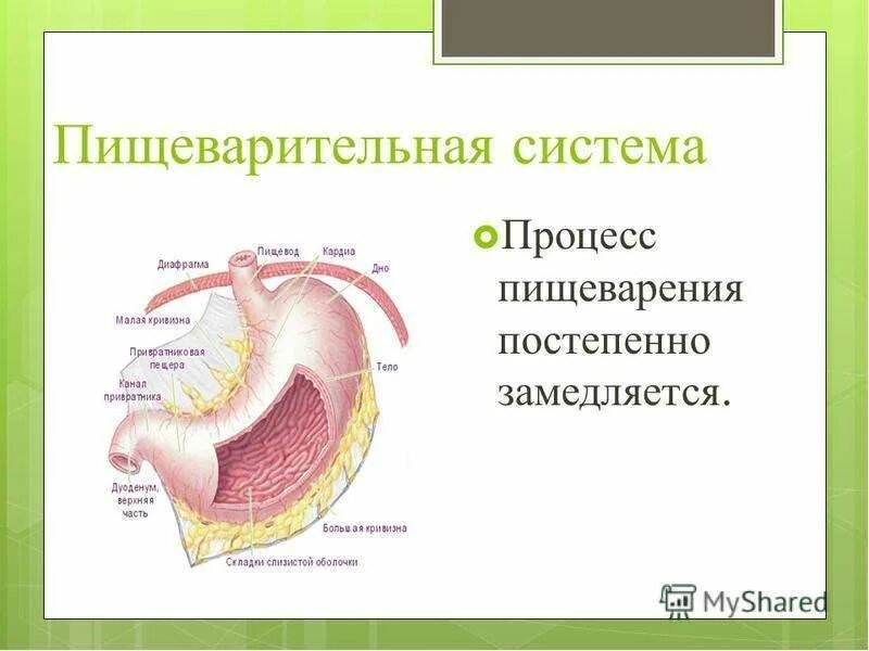 Изменения в пищеварительной системе. Возрастные изменения органов пищеварительной системы. изменение жкт в пожилом возрасте.. возрастные особенности пищеварительной трубки. возрастные изменения жкт в пожилом возрасте.