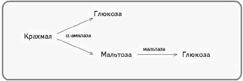 Лабораторная работа ферменты слюны. Лабораторная по биологии действие ферментов слюны на крахмал. Лабораторная по биологии 8 действие ферментов слюны на крахмал. Крахмал под действием фермента расщепляется.